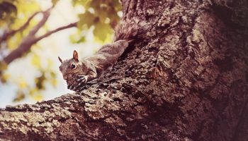 squirrel with nut wallpaper
