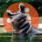 hippo and ubuntu logo