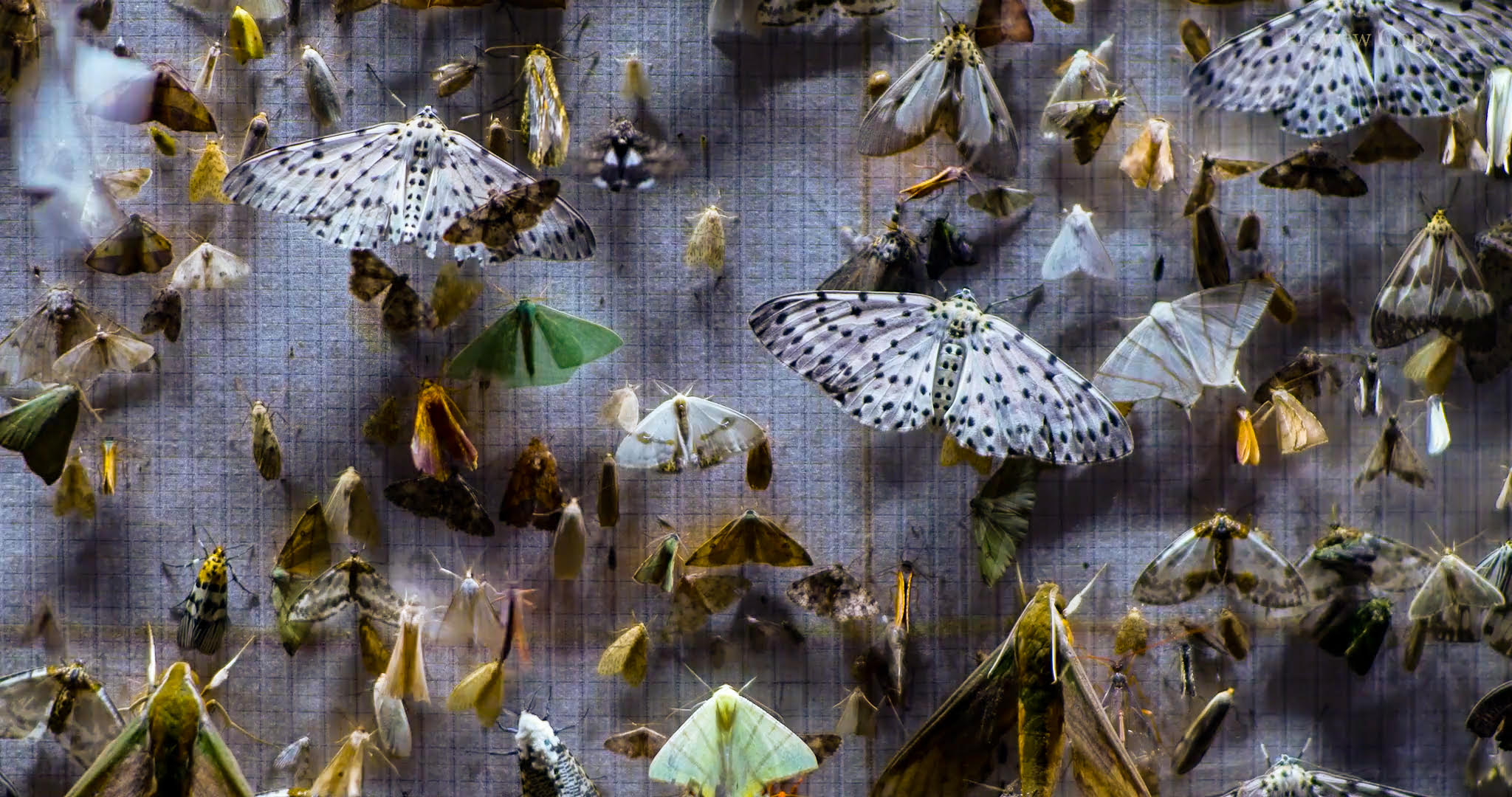 hawk moths from Nocturnes film